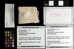 Foto (Objekt + Etiketten) von Pithonoton sp. 